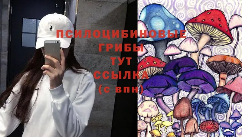 Галлюциногенные грибы Psilocybe Выборг